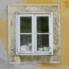 dog in the window