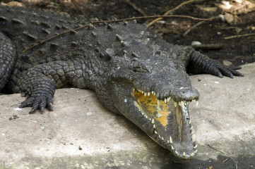 alligator