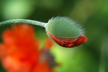 Obraz premium bud of a red poppy