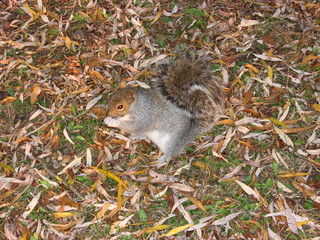 squirrel