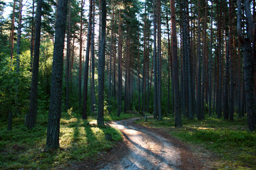 sunrise in a wood.