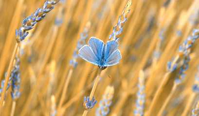 papillon bleu