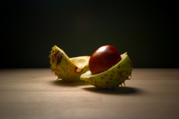 conker on table