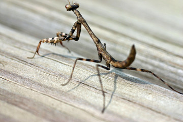 praying mantis