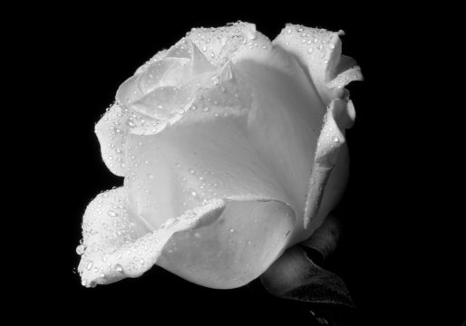 Die 917 Besten Bilder Stock Fotos Und Vektorgrafiken Zu Weisse Rose Adobe Stock
