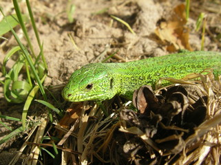 the green lizard in a grass