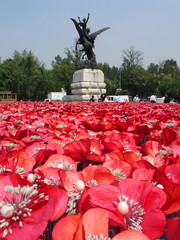 poppies