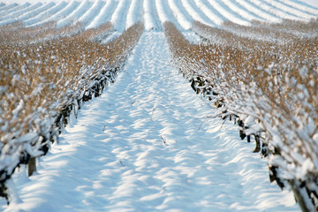 rangée champ de vigne sous la neige - obrazy, fototapety, plakaty