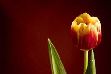 Naklejka premium tulipes