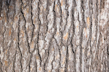 texture ecorce