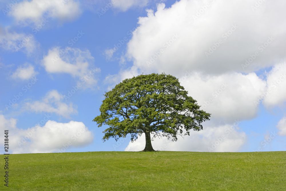 Wall mural solitary oak tree