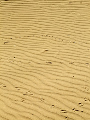bird footprints