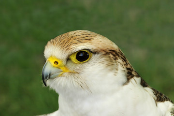 falcon bird of prey