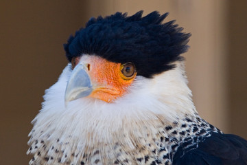 sonoran desert bird