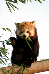 panda