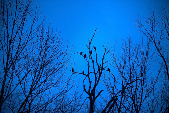 twilight ravens and stark trees