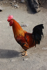 coq