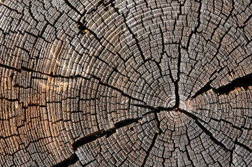 Fototapeta premium wooden texture