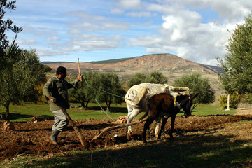 laboureur - maroc