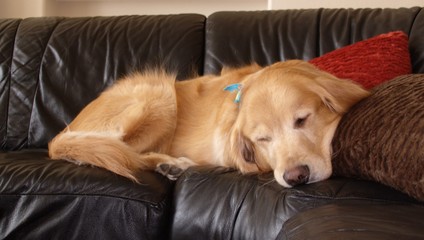 golden retreiver sleeping on sofa