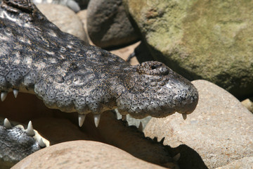 crocodile mouth