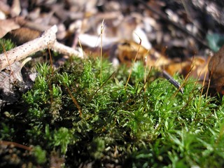 moss