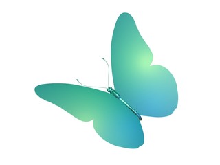 butterfly papillon bleu vert