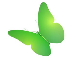 papillon green butterfly