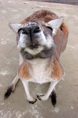 kangaroo 02