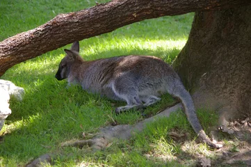 Cercles muraux Kangourou canguro a riposo