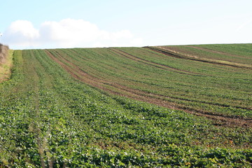 agricultural field