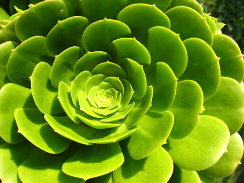 pianta grassa