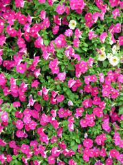 pink petunia 1