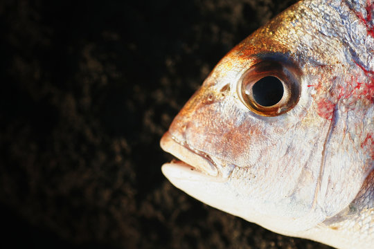 fish head