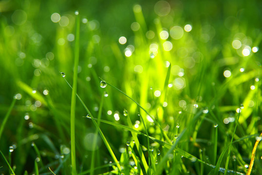 green grass