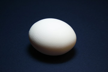 egg-solitary