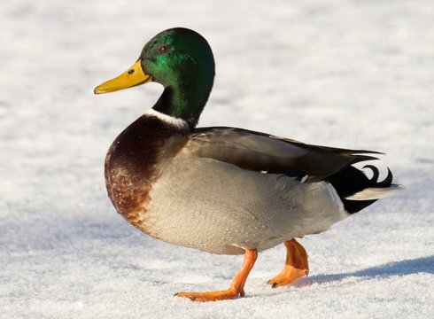 mallard