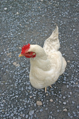 sideways glance chicken