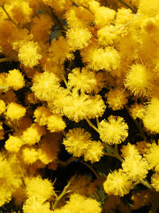mimosa bouquet