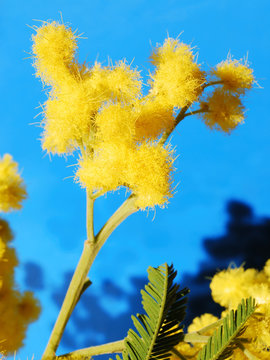 mimosa bleu