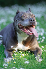 pitbull
