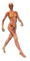 female musculature with skeleton