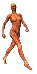 anatomy - musculature with skeleton