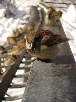 passerotti al sole