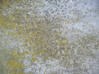 moss concrete background