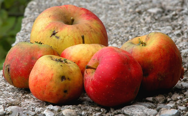 alte äpfel