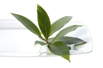 fresh bay leaves