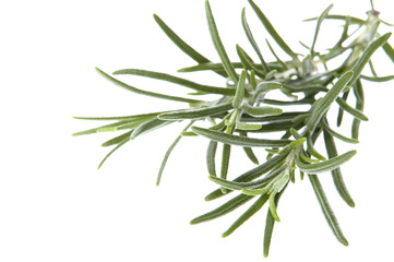 Obraz premium fresh rosemary