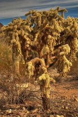 cholla cactus 2