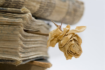 old books in library.